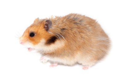 büyük Suriye hamster bağırır ya da saldırmak istiyor