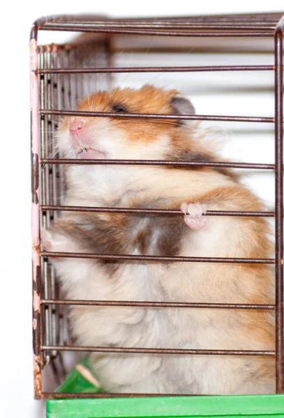Hamster Sírio Marrom Rói Dentro Uma Gaiola Ansioso Para Liberdade — Fotografia de Stock