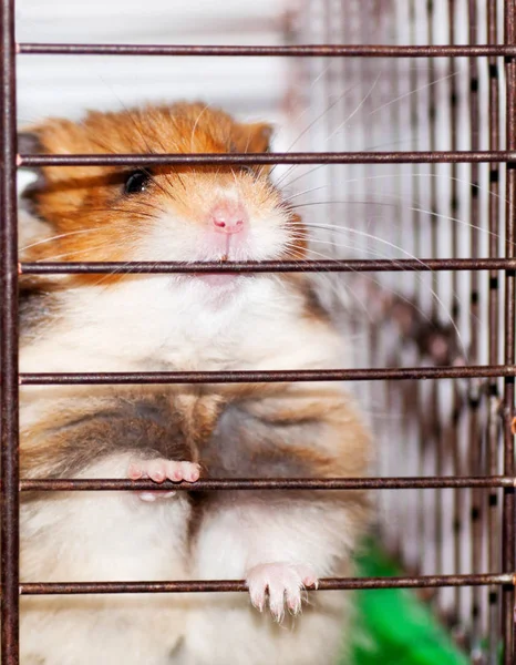 Bruin Syrische Hamster Gnaws Een Kooi Graag Vrijheid — Stockfoto