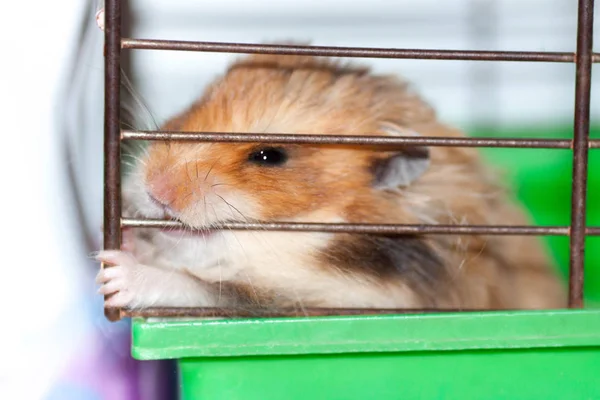 棕色的叙利亚仓鼠啃一个笼子里 渴望自由 — 图库照片
