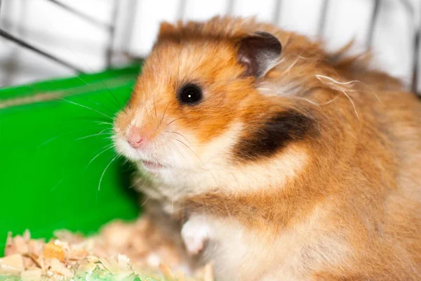 Hamster Sírio Marrom Rói Dentro Uma Gaiola Ansioso Para Liberdade — Fotografia de Stock