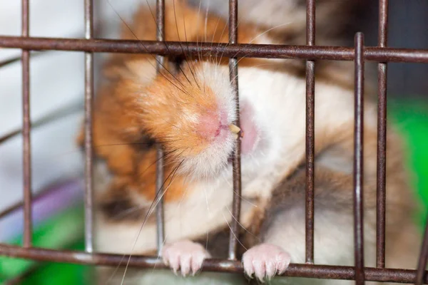棕色的叙利亚仓鼠啃一个笼子里 渴望自由 — 图库照片
