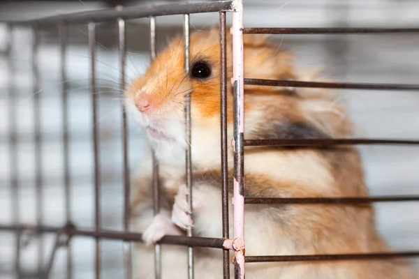 Hamster Sirio Marrón Roe Dentro Una Jaula Ansioso Por Libertad — Foto de Stock