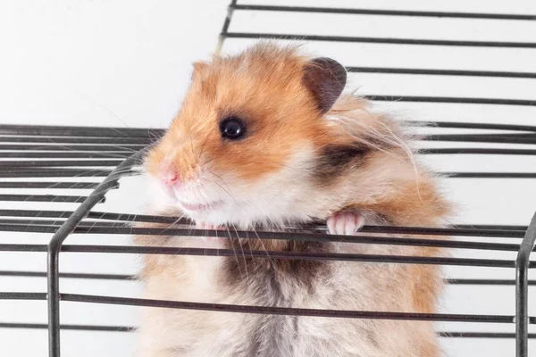 Suriye Hamster Kafes Kaçmaya Çalışırken — Stok fotoğraf