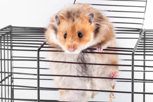 Syrisk Hamster Försöker Fly Från Buren — Stockfoto