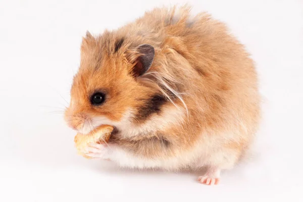 Pluizig Syrische Hamster Eten Van Droog Brood Geïsoleerd Witte Achtergrond — Stockfoto