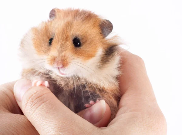 Hamster Sírio Nas Mãos Homem Sobre Fundo Branco — Fotografia de Stock