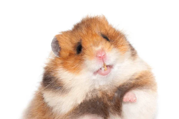 Leuke Grappige Syrische Hamster Geïsoleerd Wit — Stockfoto