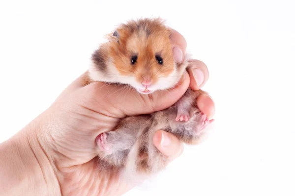 Hamster Sírio Nas Mãos Homem Sobre Fundo Branco — Fotografia de Stock