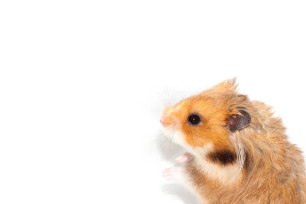 Niedliche Lustige Syrische Hamster Isoliert Auf Weiß — Stockfoto