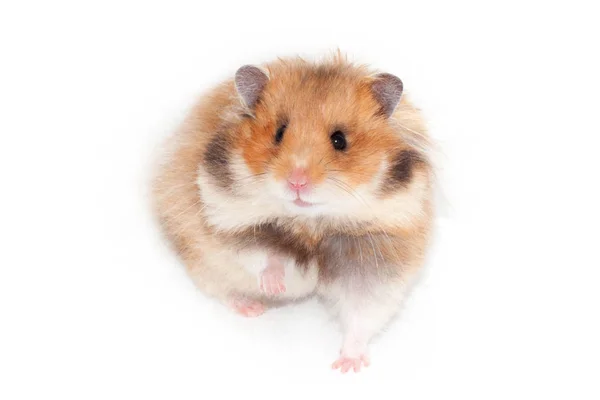 Bonito Hamster Sírio Engraçado Isolado Branco — Fotografia de Stock