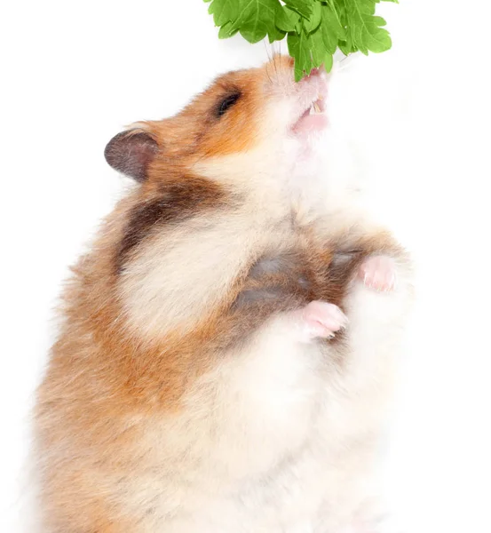 Pluizig Syrische Hamster Eten Een Plant Groene Peterselie Geïsoleerd Witte — Stockfoto