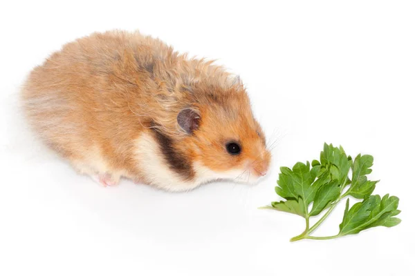 Hamster Syrien Moelleux Mangeant Une Plante Persil Vert Isolé Sur — Photo