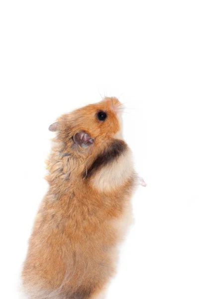 Schattige Hamster Staande Zijn Achterkant Paws Geïsoleerd Witte Achtergrond — Stockfoto