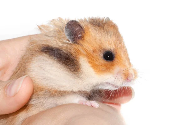 Syrische Hamster Handen Van Een Man Een Witte Achtergrond — Stockfoto