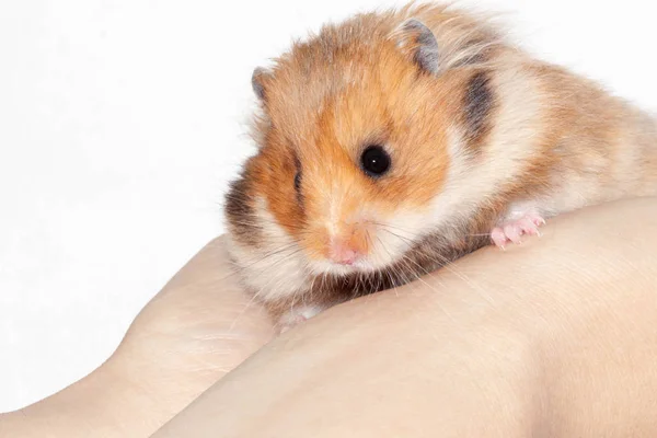Hamster Sírio Nas Mãos Homem Sobre Fundo Branco — Fotografia de Stock