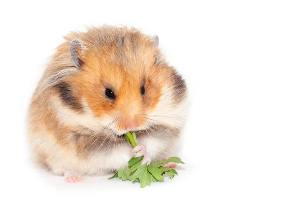 Fluffiga Syrisk Hamster Äter Växt Grön Persilja Isolerade Vit Bakgrund — Stockfoto