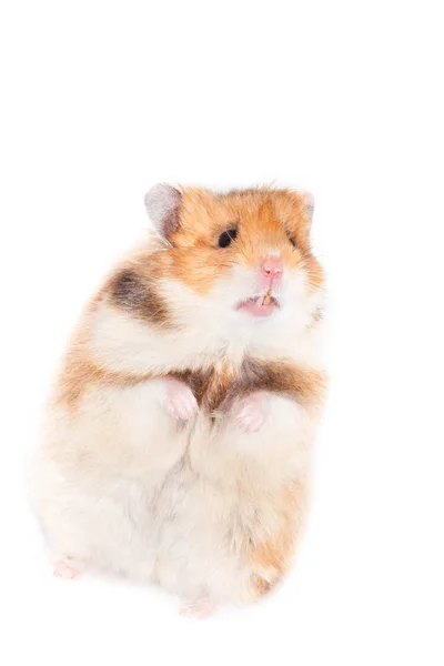 Schattige Hamster Staande Zijn Achterkant Paws Geïsoleerd Witte Achtergrond — Stockfoto