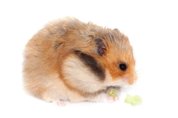 Pluizig Syrische Hamster Eten Broccoli Kool Geïsoleerd Witte Achtergrond — Stockfoto