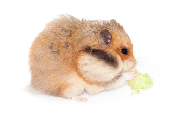 Flauschiger Syrischer Hamster Isst Brokkoli Kohl Isoliert Auf Weißem Hintergrund — Stockfoto