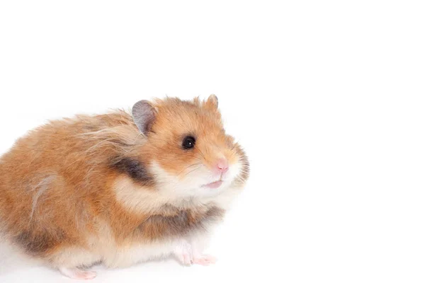 Niedliche Lustige Syrische Hamster Isoliert Auf Weiß — Stockfoto