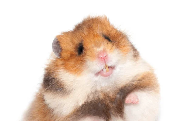 Cute Funny Syrian Hamster Isolated White Stock Picture