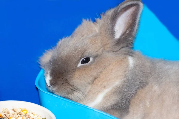 在笼子里用喂食器装饰兔子 — 图库照片