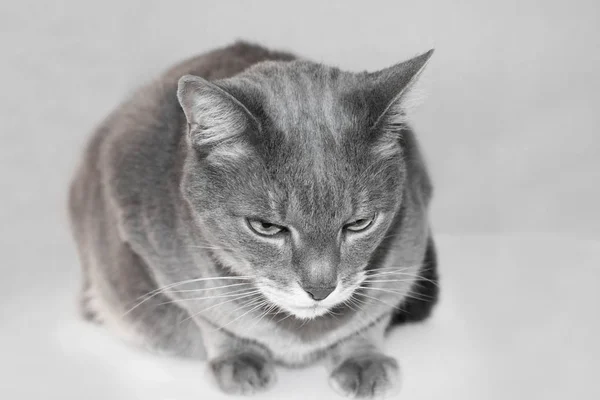 Ritratto Gatto Pelo Corto Grigio Europeo Bianco Nero — Foto Stock