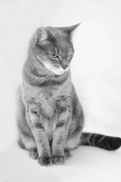 Retrato Gato Canoso Europeo Pelo Corto Blanco Negro — Foto de Stock