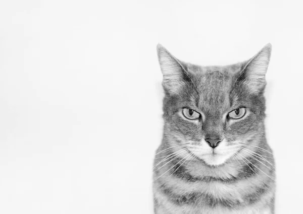 Retrato Gato Cabelo Curto Europeu Cinza Preto Branco — Fotografia de Stock