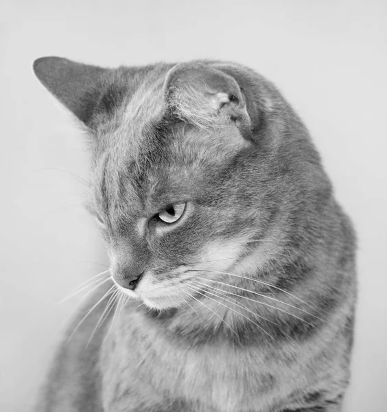 Retrato Gato Canoso Europeo Pelo Corto Blanco Negro —  Fotos de Stock