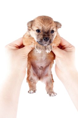 şirin ve komik yeni doğan yavru köpek bakım sahibi elinde. Beyaz arka plan üzerinde izole küçük doğurmak köpek.
