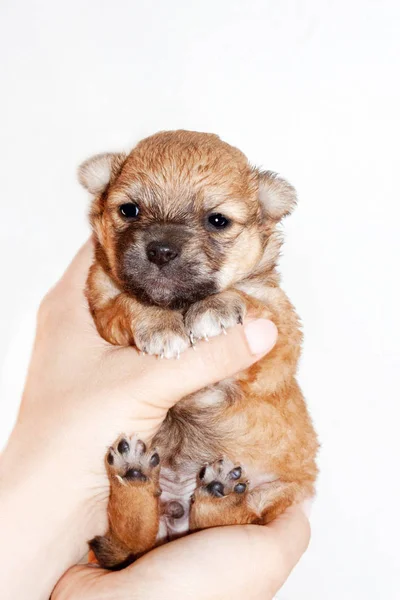 Cachorrinho Recém Nascido Bonito Engraçado Nas Mãos Proprietário Carinhoso Cão — Fotografia de Stock