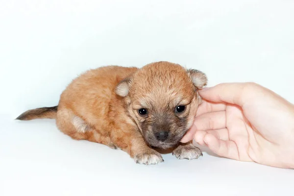 Cachorrinho Recém Nascido Bonito Engraçado Nas Mãos Proprietário Carinhoso Cão — Fotografia de Stock