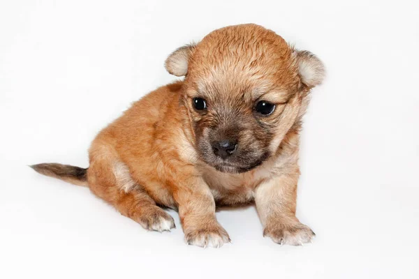 Hermoso Divertido Cachorro Recién Nacido Perro Raza Pequeña Aislado Sobre — Foto de Stock