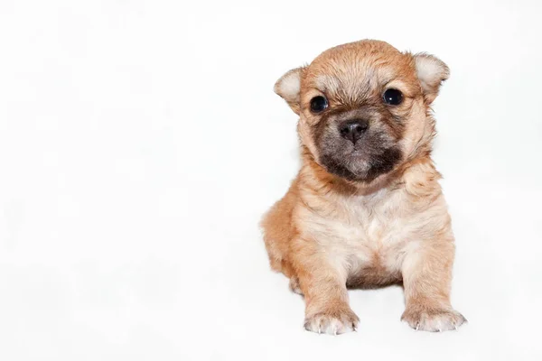 Hermoso Divertido Cachorro Recién Nacido Perro Raza Pequeña Aislado Sobre —  Fotos de Stock