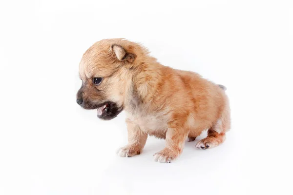 Bonito Engraçado Cachorro Recém Nascido Cão Raça Pequena Isolado Fundo — Fotografia de Stock