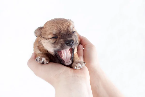 Lindo Divertido Cachorro Recién Nacido Las Manos Propietario Cariñoso Perro — Foto de Stock