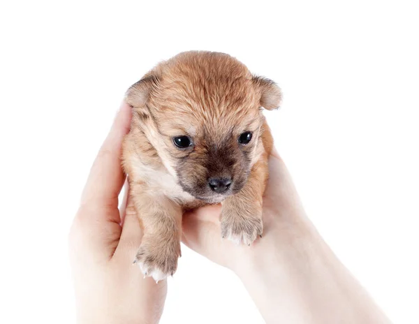 Aranyos Vicces Újszülött Kiskutyát Egy Gondoskodó Tulajdonos Kezében Kis Fajta — Stock Fotó