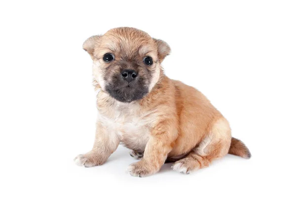 Mooie Grappige Pasgeboren Pup Kleine Rashond Geïsoleerd Witte Achtergrond — Stockfoto