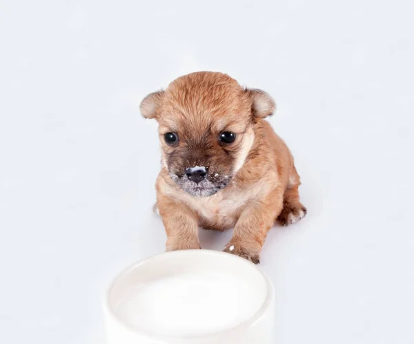 Cãozinho Recém Nascido Bonito Engraçado Aprender Beber Leite Prato Raça — Fotografia de Stock