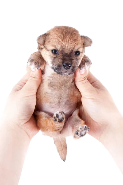 Cachorrinho Recém Nascido Bonito Engraçado Nas Mãos Proprietário Carinhoso Cão — Fotografia de Stock