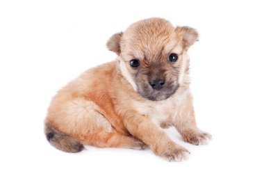 Beyaz arka plan üzerinde izole komik yeni doğan safkan köpek yavrusu oturma .