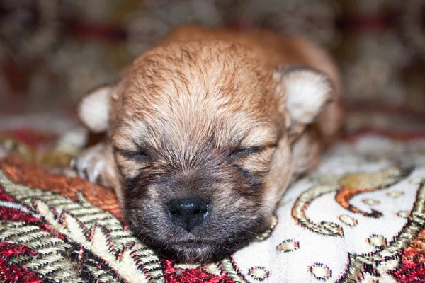 Bonito Filhote Cachorro Recém Nascido Raça Pura Engraçado Está Deitado — Fotografia de Stock