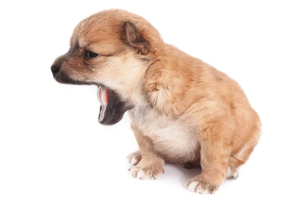 Funny Newborn Purebred Puppy Yawns Isolated White Background Lose — Stock Photo, Image