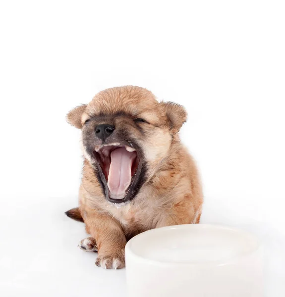 Lindo Divertido Cachorro Recién Nacido Aprender Beber Leche Plato Raza —  Fotos de Stock