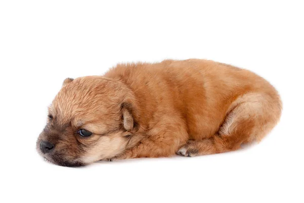 Funny Newborn Purebred Puppy Lying Isolated White Background — Stock Photo, Image
