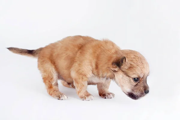 Funny Newborn Purebred Puppy Standing Isolated White Background — Stock Photo, Image