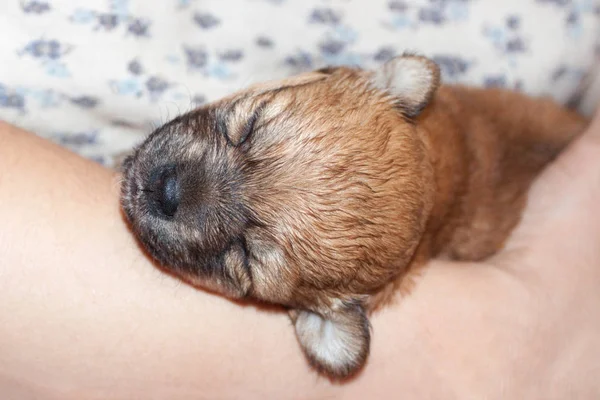 思いやりのある所有者の手の中の美しいと面白いの新生児の子犬 小型犬をすぐに眠っています — ストック写真