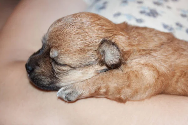 Hermoso Divertido Cachorro Recién Nacido Las Manos Propietario Cariñoso Perro — Foto de Stock